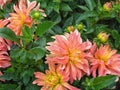 Closeup of dahlia in the garden - the flower is in full bloom with petals in color tones from pink and red to orange and yellow. Royalty Free Stock Photo