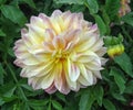 Closeup of dahlia in the garden - the flower is in full bloom with petals in color tones from pink and red to orange and yellow. Royalty Free Stock Photo