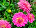 Closeup of dahlia in the garden - the flower is in full bloom with petals in color tones from pink and red to orange and yellow. Royalty Free Stock Photo