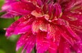 Freshly Watered Dahlia closeup Royalty Free Stock Photo