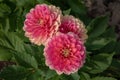 Closeup of Dahlia Melody Pink Allegro flowers