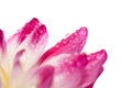 Closeup of dahlia petal with water droplet Royalty Free Stock Photo