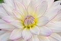 Closeup of Dahlia in pinkish white