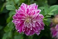 Closeup of a dahlia purple explosion flower