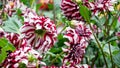 Closeup of Dahlia Tartans growing in a garden in the daylight with a blurry background