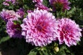 Dahlias in garden.