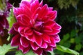 Closeup of a Dahlias flower Royalty Free Stock Photo