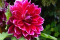 Closeup of a Dahlias flower