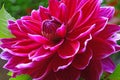 Closeup of a Dahlias flower Royalty Free Stock Photo