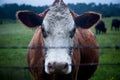 Closeup of a dairy cattle in a field surrounded by greenery with a blurry background Royalty Free Stock Photo