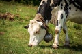 Closeup of a Dairy Cow feeding on Green Meadow in Italian Alps Royalty Free Stock Photo