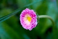 Closeup of a daisy. Blurred background. Spring day. Royalty Free Stock Photo