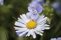 Closeup of daisy flower and birdeye speedwell. Royalty Free Stock Photo