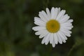 Closeup of daisy flower on dark green blurred background Royalty Free Stock Photo