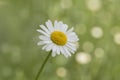 Closeup of daisy flower on green blurred background Royalty Free Stock Photo