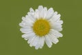 Closeup of daisy flower on light green blurred background Royalty Free Stock Photo