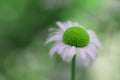 Closeup of daisy flower with surreal green center color