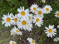 Closeup daisy flowers blossoms petals white
