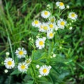 Closeup Daisy Flowers