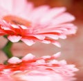 Closeup daisy - gerber with soft focus