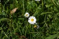 Closeup of a daisy growing in Kungsparken on a sunny day