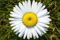 closeup of a daisy with sunburst pattern in the middle