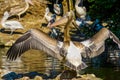 Closeup of a dalmatian pelican spreading its wings and showing of all its feathers, bird wildlife of europe