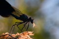 Closeup of a Damselfly eating on a yellow leaf (Zygoptera)