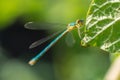 Closeup of damselfly Lestes sponsa Royalty Free Stock Photo