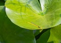Closeup of a damselfly, zygoptera sitting on a green waterlily leaf