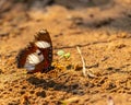Closeup of a danaid eggfly butterfly on the ground. Royalty Free Stock Photo