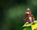 Closeup of a danaid eggfly butterfly sitting on a leaf. Royalty Free Stock Photo