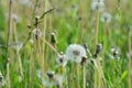 Closeup dandelion with blurred background