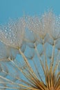 Closeup Dandelion and dew drops, soft background