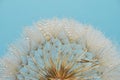 Closeup Dandelion and dew drops, soft background