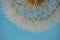 Closeup Dandelion and dew drops, soft background Royalty Free Stock Photo