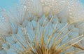 Closeup Dandelion and dew drops, soft background
