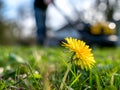 closeup dandelion flower with blurred man mowing lawn in background Royalty Free Stock Photo