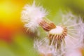 Closeup of dandelion flower. Macro dandelion seed.