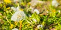 Closeup of a dandelion flower seed head, parachute seeds, seed dispersion of a wild flower Royalty Free Stock Photo