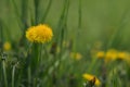 Closeup dandelion flowers on a meadow Royalty Free Stock Photo