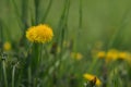 Closeup dandelion flowers on a meadow