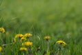 Closeup dandelion flowers on a meadow