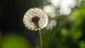 Closeup dandelion in the garden