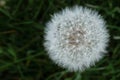 Closeup dandelion on green background Royalty Free Stock Photo