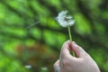 Closeup of dandelion in a hand Royalty Free Stock Photo