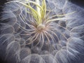 Closeup of dandelion head on dark blue background