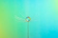 Closeup of dandelion seed with a drop of water and rainbow reflection on a blue background Royalty Free Stock Photo