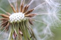 Closeup of dandelion seeds