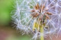 Closeup of dandelion seeds